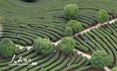 [field:title/]