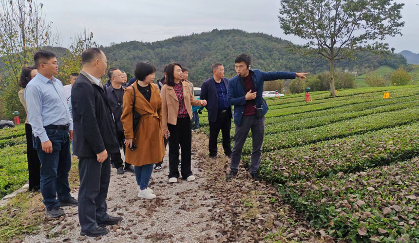 工作队实地调研道家湾生态茶园