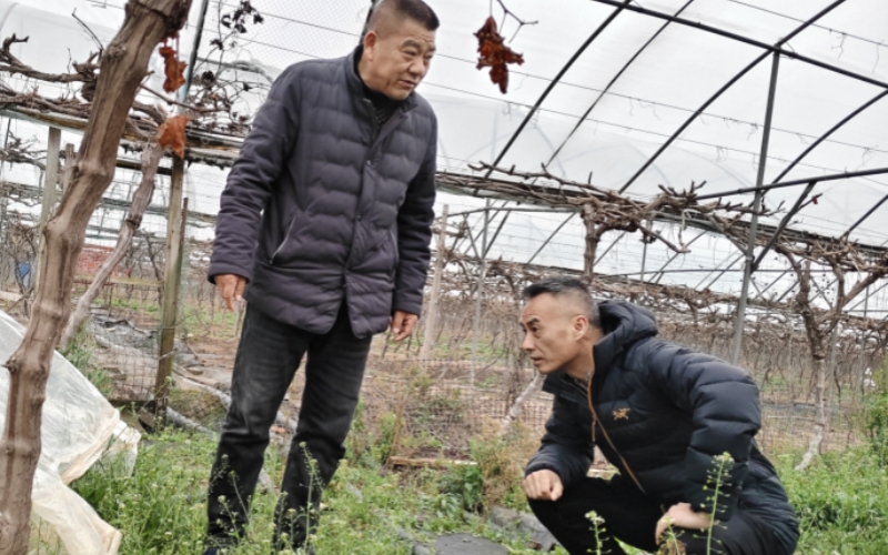 易家堤村书记（左）与赤壁烟草党员（右）商议葡萄园种植计划