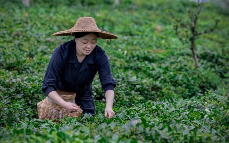 采茶中的谢文英。