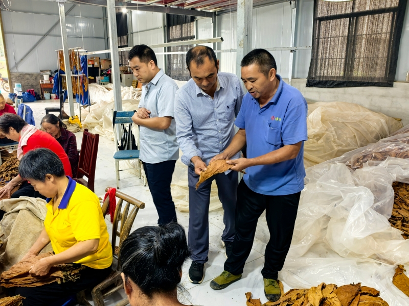 雪茄烟叶分选技术指导。