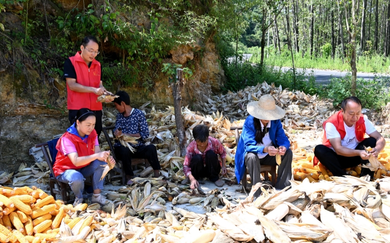 工作队与村民的秋收协作。席曙光摄