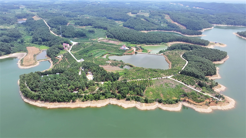 随县联合村种植的泉水柑、桑葚
