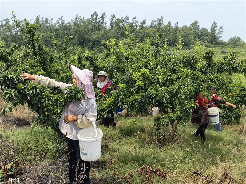 随县联合村林果采摘园