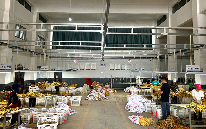 9月3日，分级队员正在场外分级点进行分级作业。