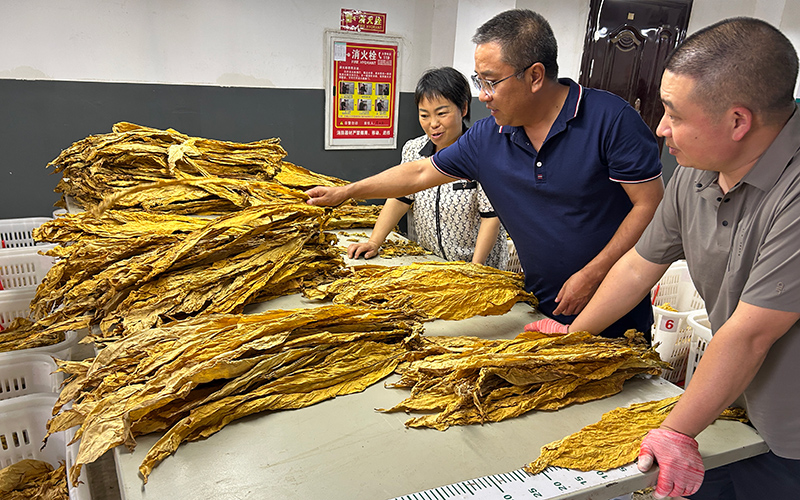 9月3日，秭归县局（营销部）烟叶技术员指导分级作业。