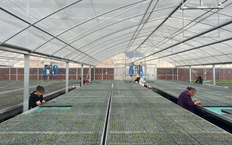 合作社专业化育苗间苗。