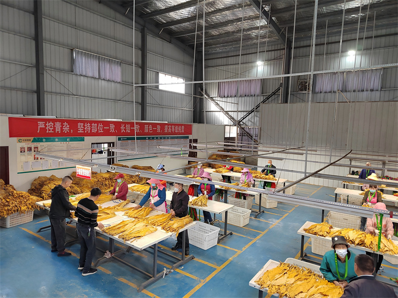 图为烟叶收购现场。刘琛摄