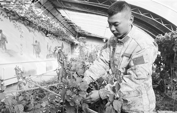 克克吐鲁克边防连温室大棚内,三角梅傲然盛开。张  洋摄