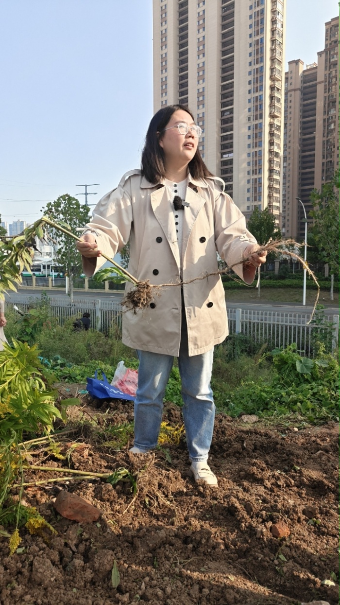 武汉农业农村部门铲除“加拿大一枝黄花”。