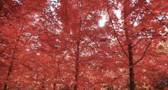 层林尽染！山东金秋红叶观赏地图出炉 解锁醉美 