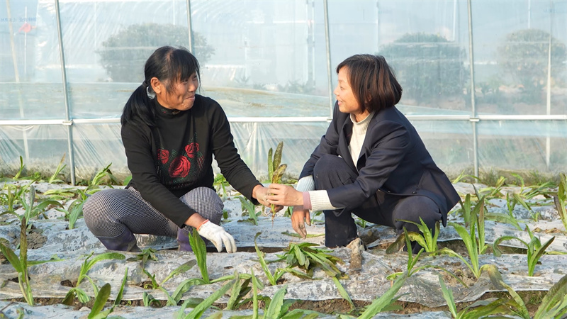 驻村第一书记贾孔洁（右）与村民共同栽种红莴笋