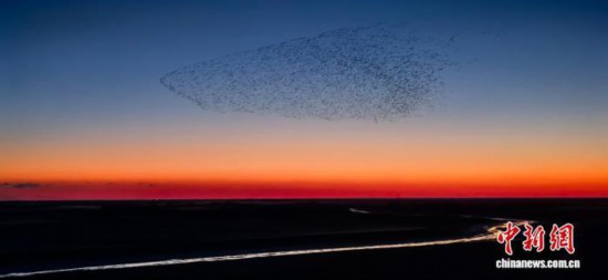 图为山东东营黄河三角洲国家级自然保护区的“鸟浪”奇观。杨斌 摄