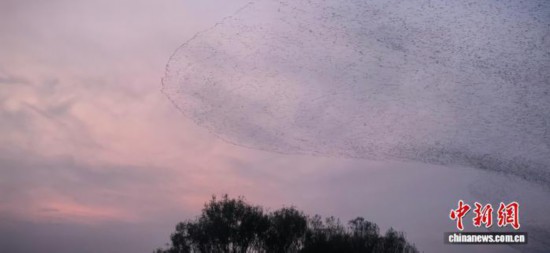 图为山东东营黄河三角洲国家级自然保护区的“鸟浪”奇观。杨斌 摄