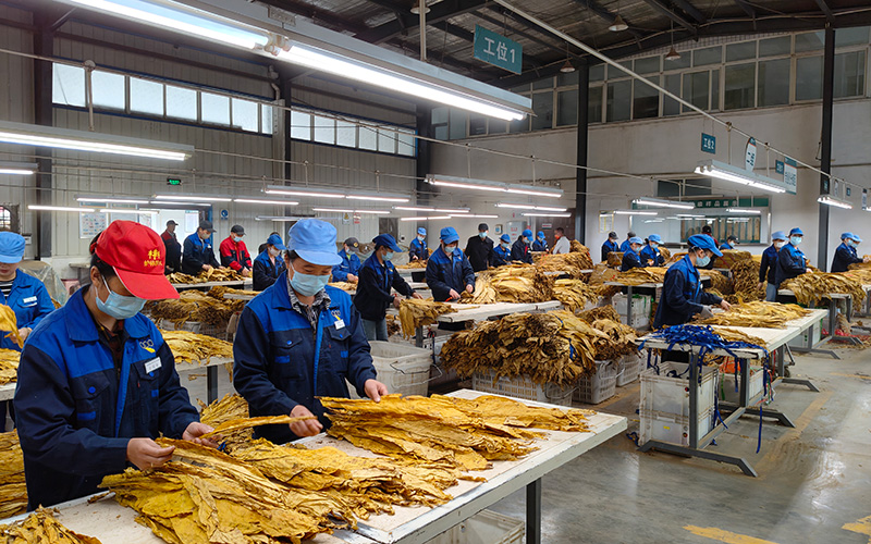 专业化分级场所内分级队员正在进行对样分级。何敏勇摄