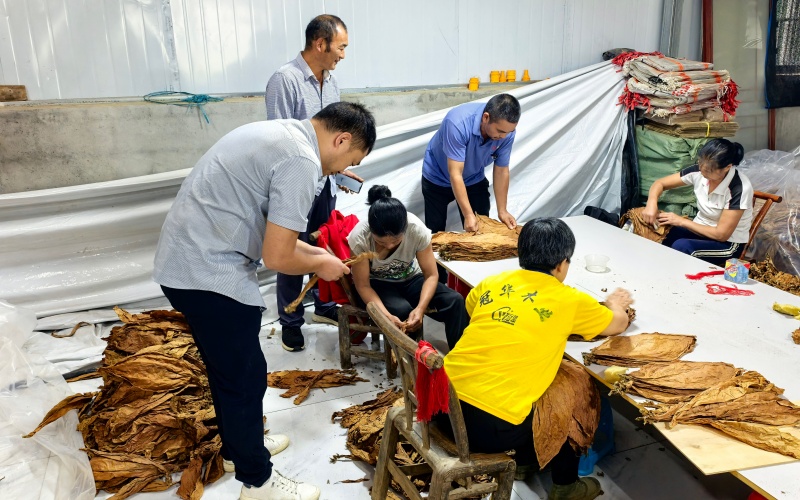 合作社组织烟农有序交售烟叶。