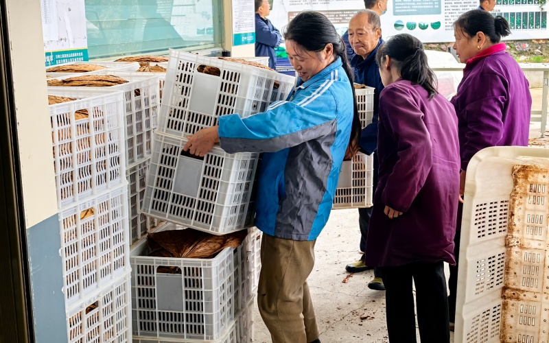 合作社组织对烟叶进行分选。