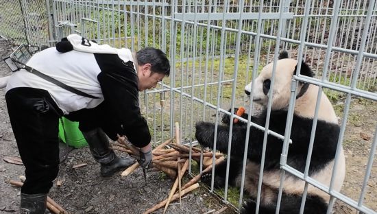 11月12日，刘晓强正在为大熊猫“灰灰”加餐。新华社记者 赵怡宁 摄