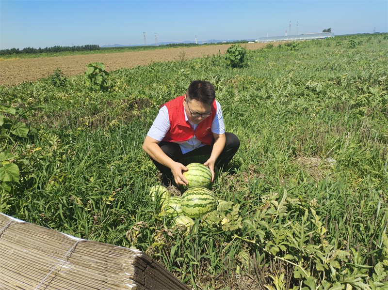 志愿者帮助零售户采摘西瓜。杜莎摄