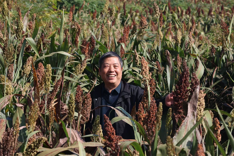 驻村队员殷修彪在田间看作物长势