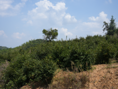 油茶香飘彭家垅 产业铺就振兴路 