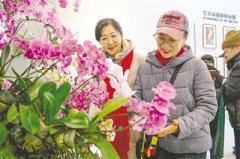 冬日添“兰”香 